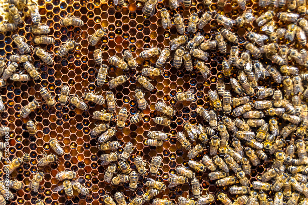 Abstract hexagon structure is honeycomb from bee hive filled Abstract hexagon structure is honeycomb from bee hive filled