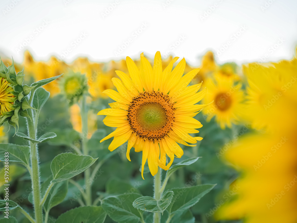 Fototapeta premium Close up sunflower in the sunflower filed