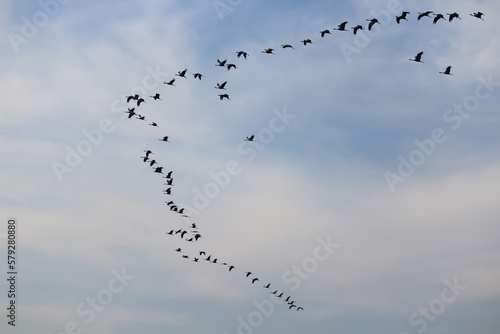 Group of Birds flying in the sky. Selective focus.