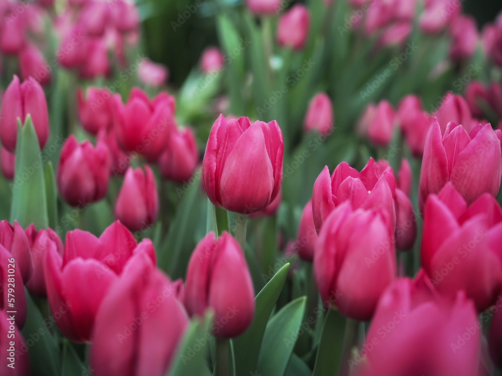 Pink tulip in the garden