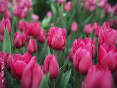 Pink tulip in the garden