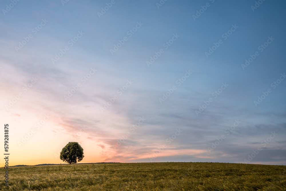 A lonely tree on a field at sunset