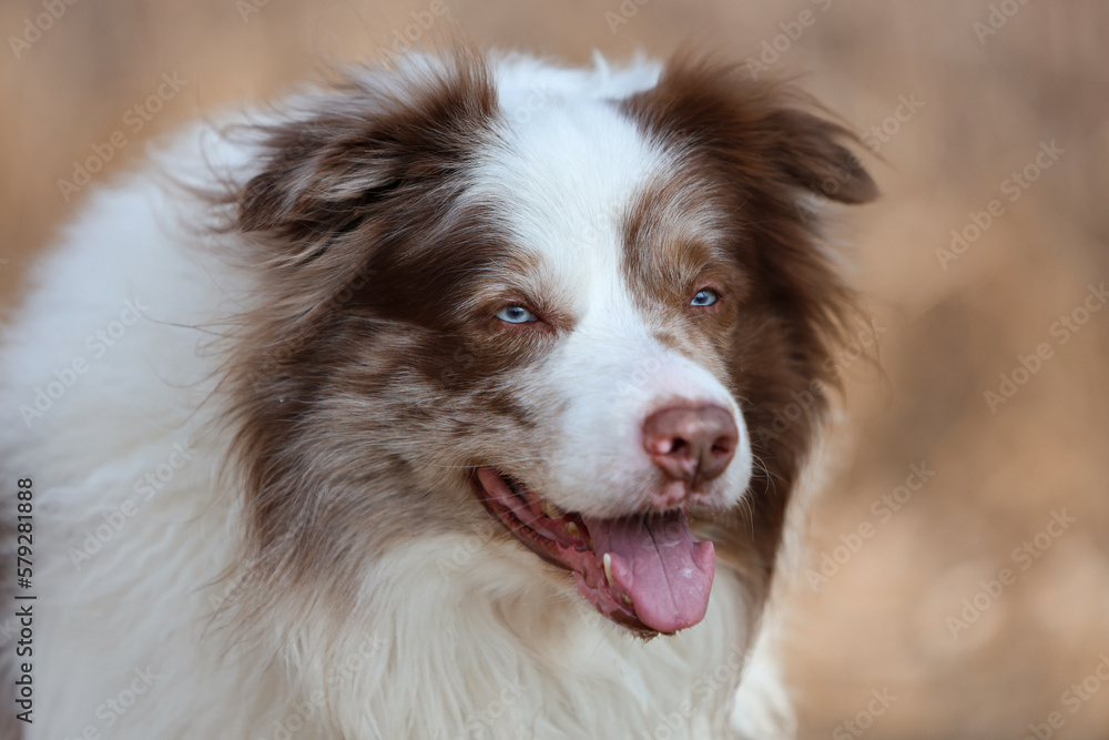 Portrait of an adorable brown and white merle Bordercollie male dog with striking sky blue eyes, is looking towards the camera.