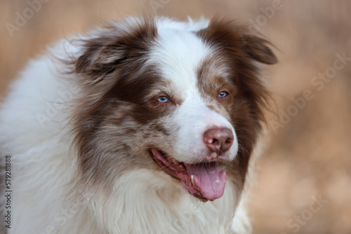 Portrait of an adorable brown and white merle Bordercollie male dog with striking sky blue eyes, is looking towards the camera.