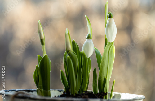 Wallpaper Mural Snowdrop flowers in pot on the windowsill  Torontodigital.ca