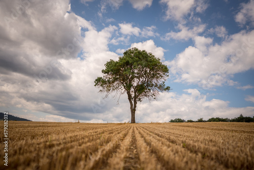 A lonely tree on a field