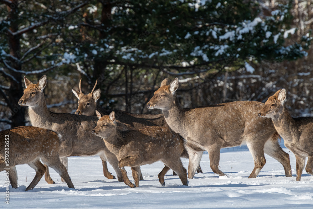 a herd of running spotted deer in winter a herd of running spotted deer in winter