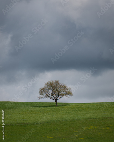 A lonely tree in a field