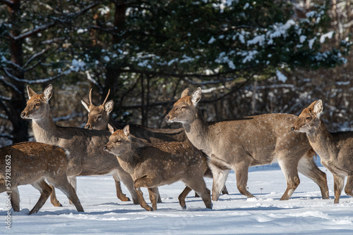 a herd of running spotted deer in winter