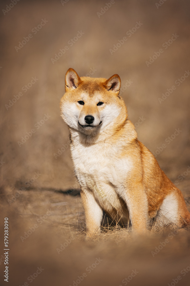 Shiba Inu dog sits in the steppe looking at the camera