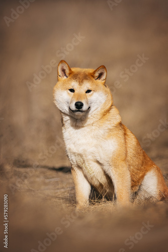 Shiba Inu dog sits in the steppe looking at the camera