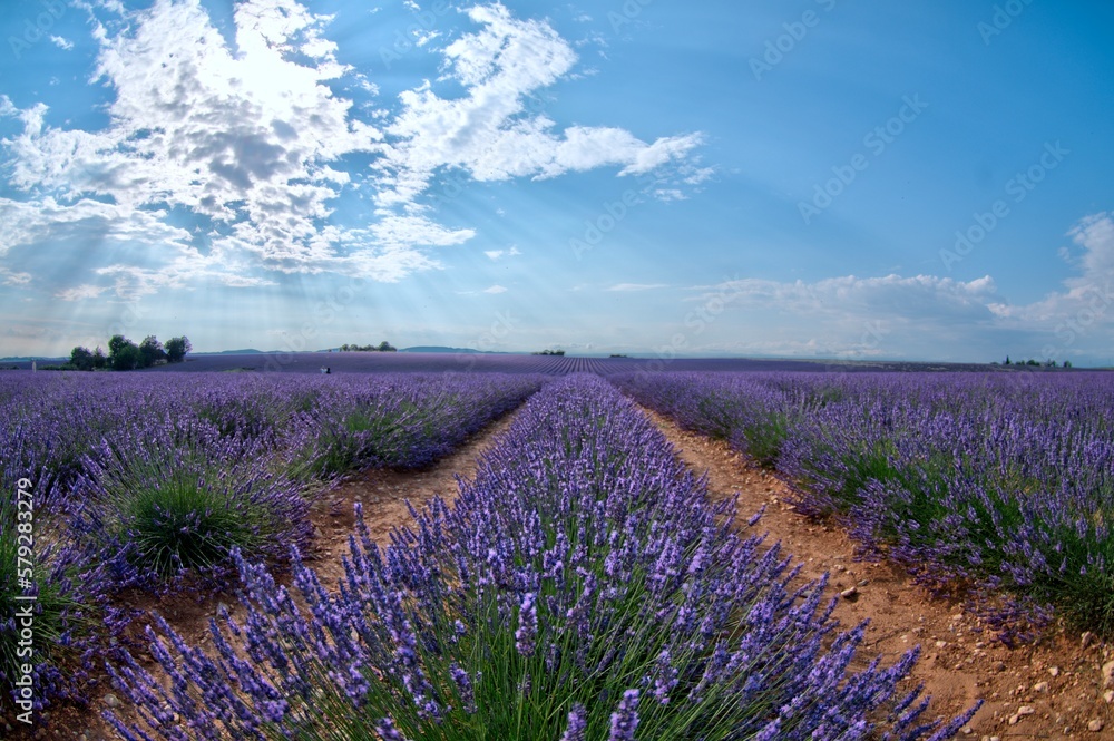 Obraz premium Provenza