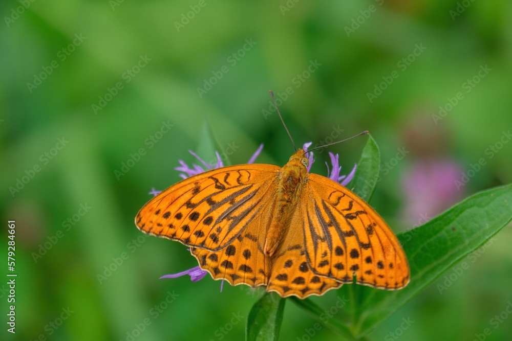 Beautiful close up of a Silver-Washed Fritillary butterfly sitting on a flower glowing in bright sunlight with its wings spread, Argynnis paphia Beautiful close up of a Silver-Washed Fritillary butterfly sitting on a flower glowing in bright sunlight with its wings spread, Argynnis paphia