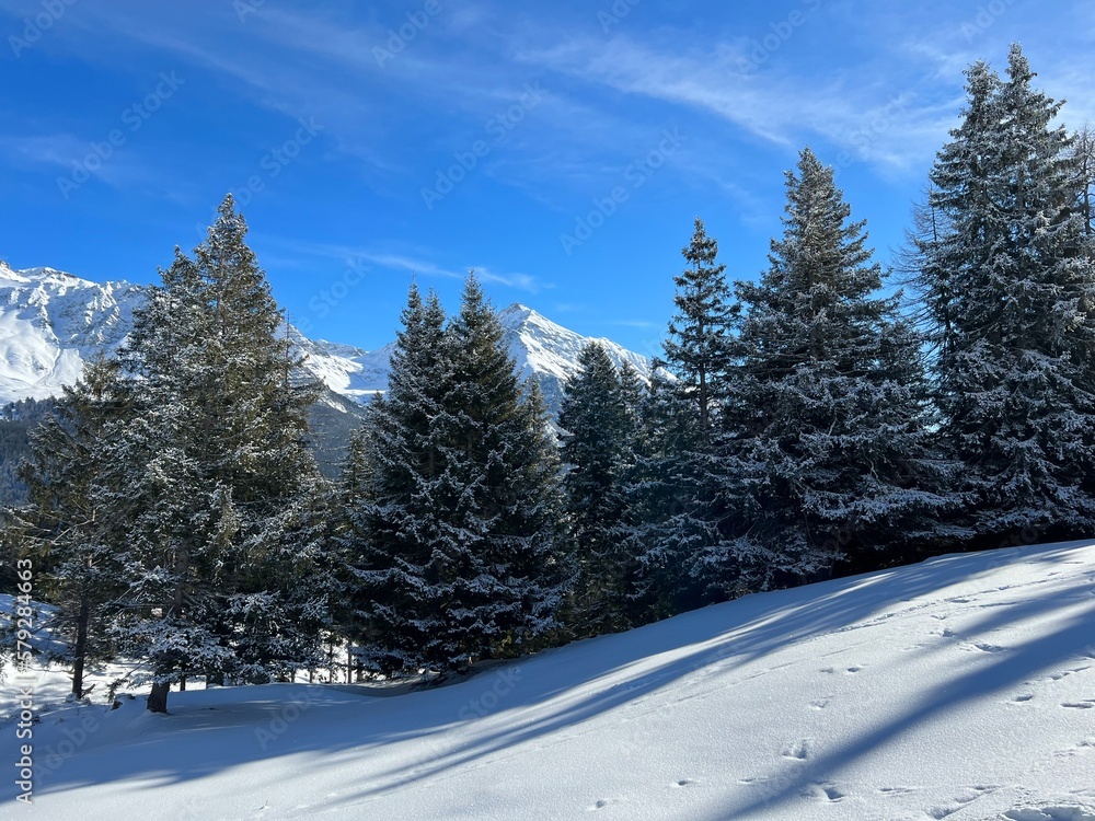 Fototapeta premium Picturesque canopies of alpine trees in a typical winter atmosphere after the winter snowfall above the tourist resorts of Valbella and Lenzerheide in the Swiss Alps - Canton of Grisons, Switzerland