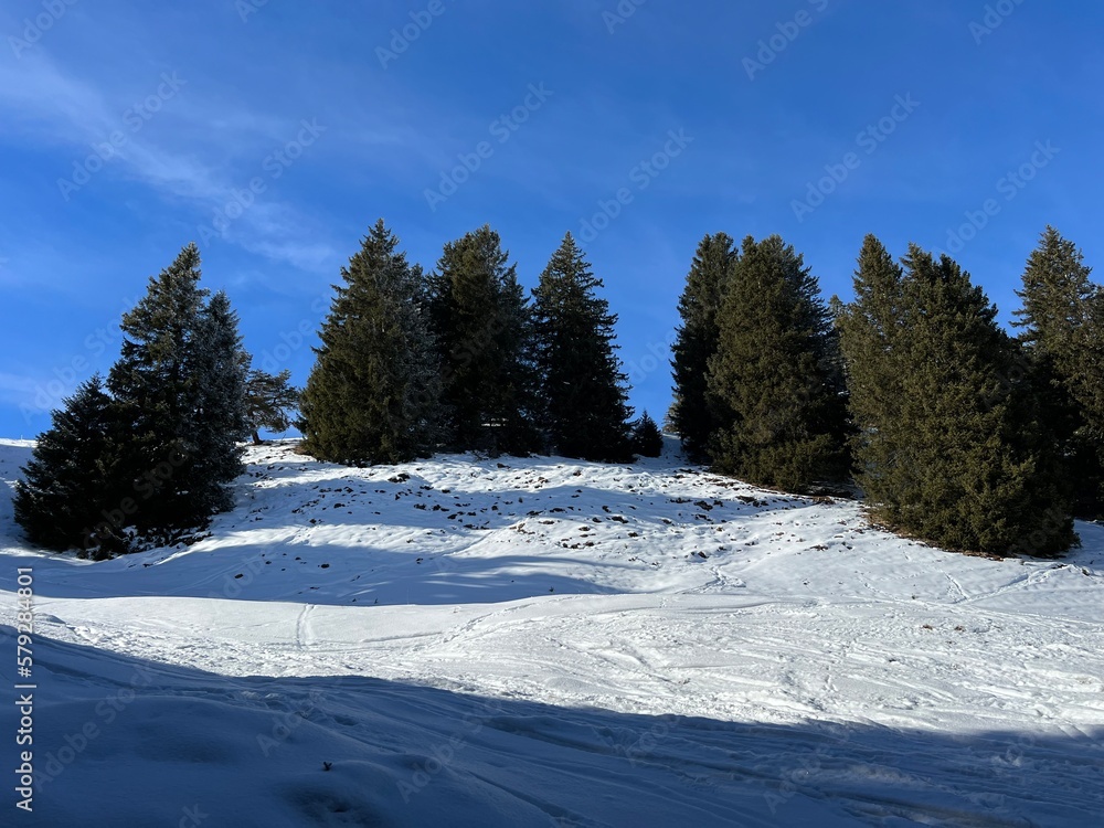 Obraz premium Picturesque canopies of alpine trees in a typical winter atmosphere after the winter snowfall above the tourist resorts of Valbella and Lenzerheide in the Swiss Alps - Canton of Grisons, Switzerland