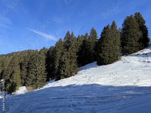 Picturesque canopies of alpine trees in a typical winter atmosphere after the winter snowfall above the tourist resorts of Valbella and Lenzerheide in the Swiss Alps - Canton of Grisons, Switzerland