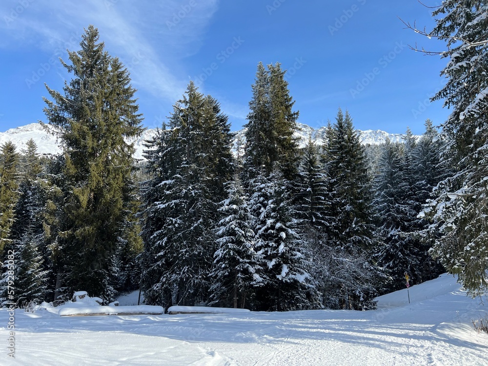 Fototapeta premium Picturesque canopies of alpine trees in a typical winter atmosphere after the winter snowfall above the tourist resorts of Valbella and Lenzerheide in the Swiss Alps - Canton of Grisons, Switzerland