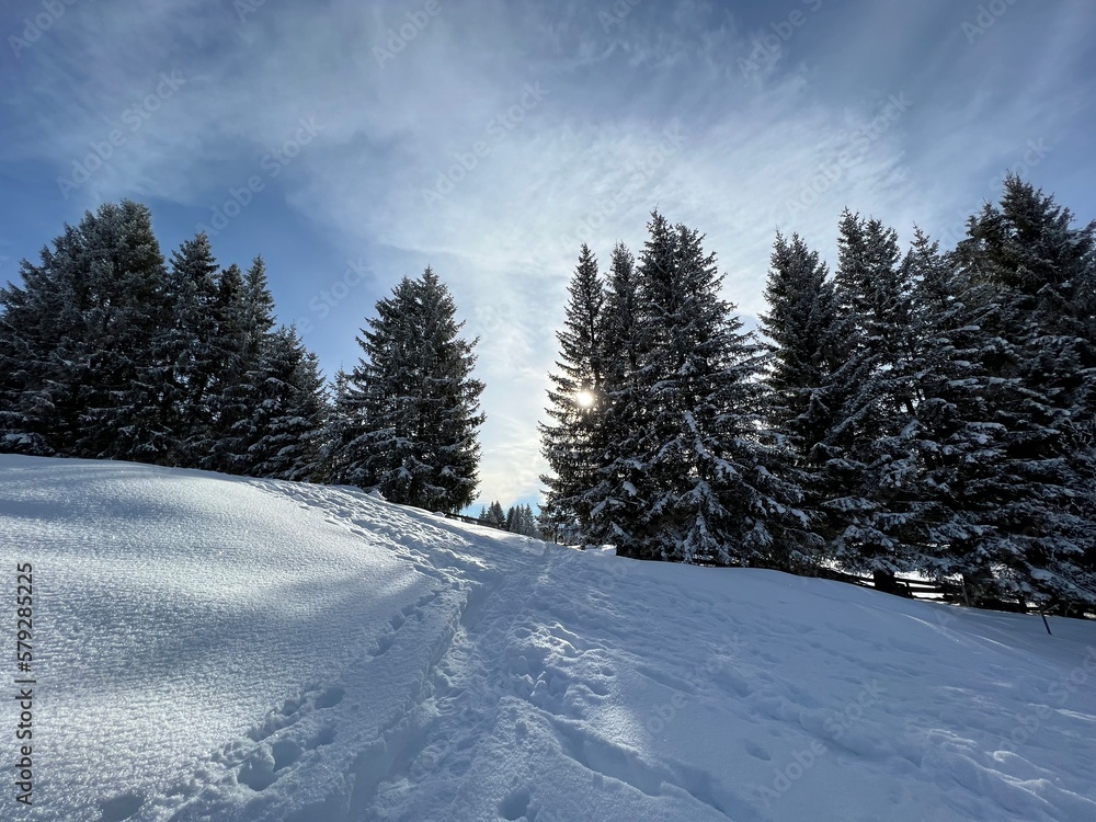 Obraz premium Picturesque canopies of alpine trees in a typical winter atmosphere after the winter snowfall above the tourist resorts of Valbella and Lenzerheide in the Swiss Alps - Canton of Grisons, Switzerland