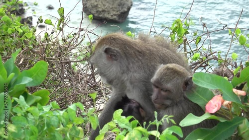 long-tailed Macaques Monkeys on the windy clifftop overlooking the waves below photo