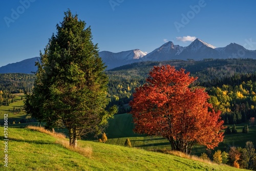 Fototapeta Naklejka Na Ścianę i Meble -  Beautiful autumn evening on a pasture under rocky mountains with a wild forest, a beautiful red, orange tree in the middle of a meadow and a blue sky, walk in nature. High Tatras NP, Poland, Slovakia