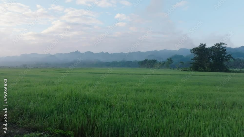 Slow drone flyover green Rice Field in SABANA DE LA MAR during dawn in the morning Slow drone flyover green Rice Field in SABANA DE LA MAR during dawn in the morning