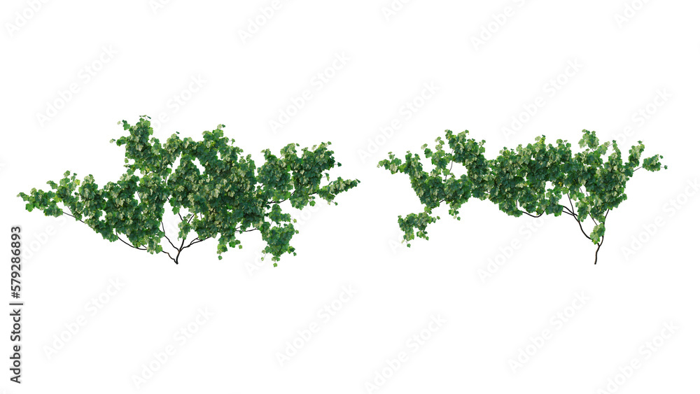 beautiful ivy green and flower beautiful ivy green and flower