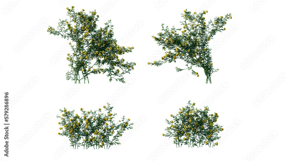 Fototapeta premium beautiful ivy green and flower