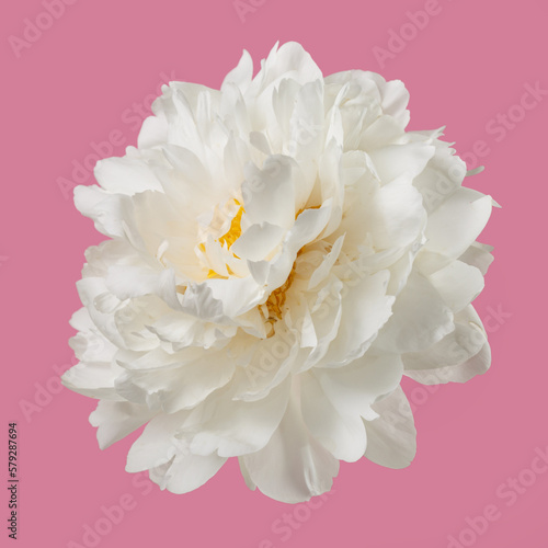 White peony flower isolated on pink background.