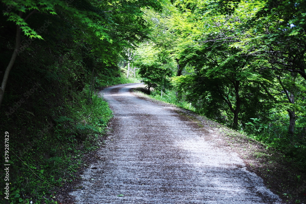 Fototapeta premium 美しい緑の一本道