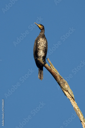 Kormoran (Phalacrocorax carbo)
