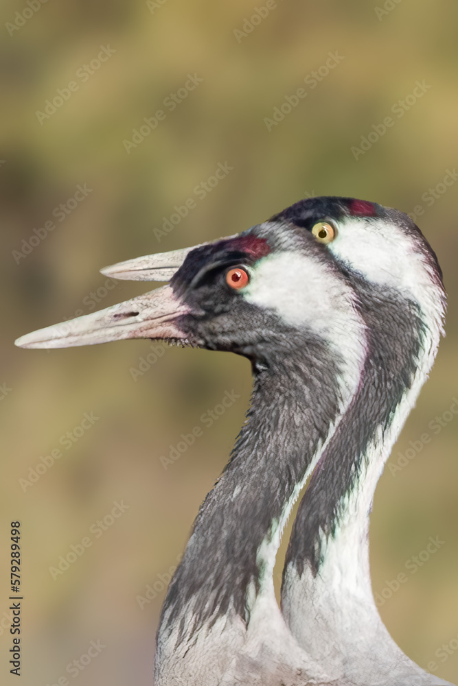 Head Shot of common cranes-Edit