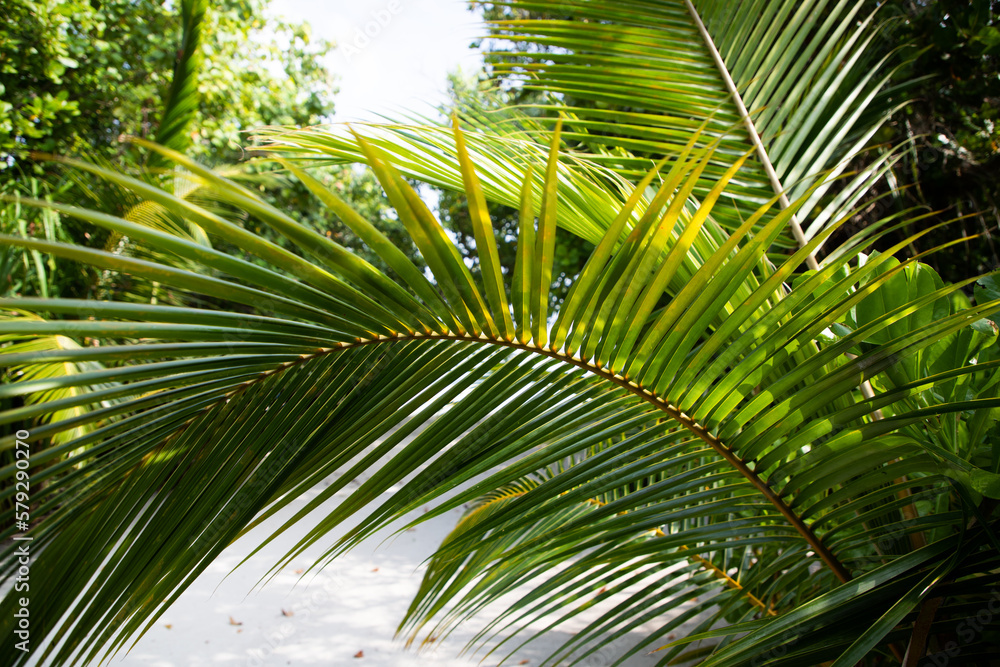 lush green tropical vegetation background lush green tropical vegetation background