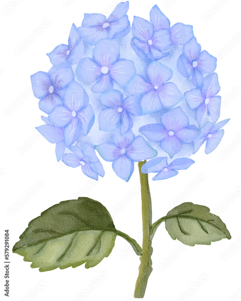 Obraz premium flower Hydrangea watercolor png