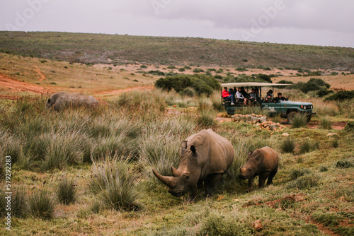 Photography Rhino game drive