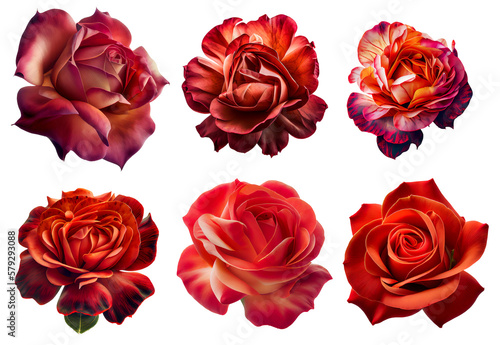 Fototapeta Naklejka Na Ścianę i Meble -  Assorted red roses on transparent PNG background. Flatlay top view of rose flowers. Created with Generative AI.	