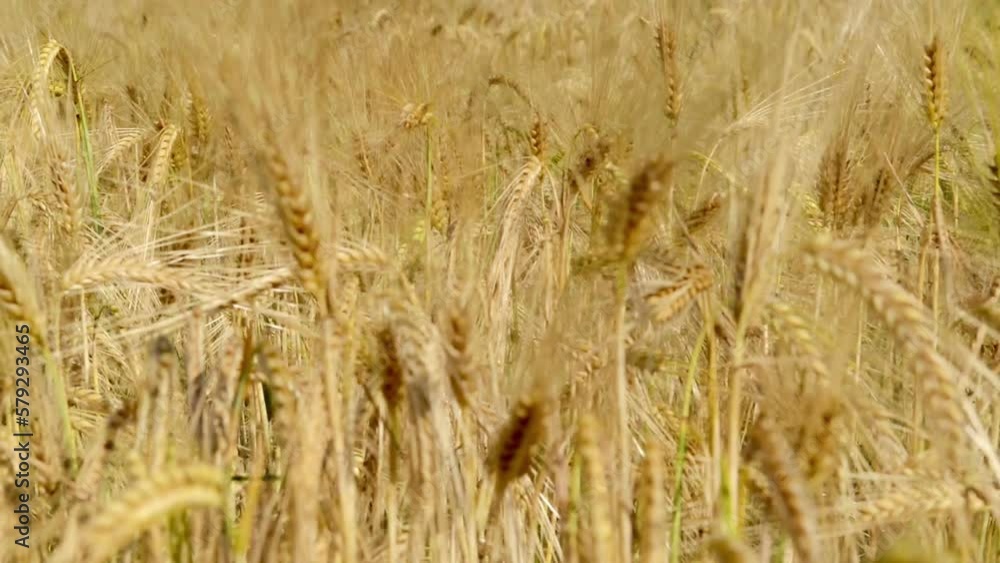 Golden cereals grows in field. Grain crops. Spikelets of wheat, June. Important food grains Golden cereals grows in field. Grain crops. Spikelets of wheat, June. Important food grains