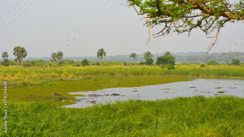 Photography Hippopotamus pod hiding in lake with elephants in background in isolated African