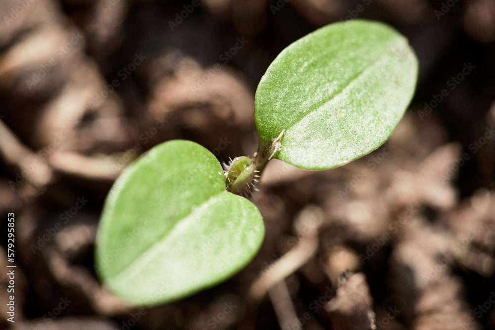 Plantule printanière avec deux cotylédons Plantule printanière avec deux cotylédons