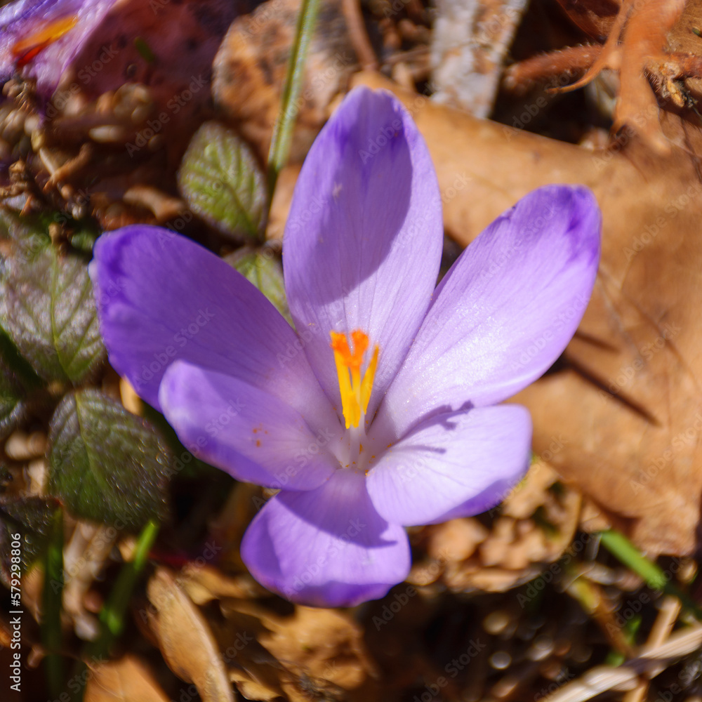 Fototapeta premium violet crocus bloom on a sunny day. easter background