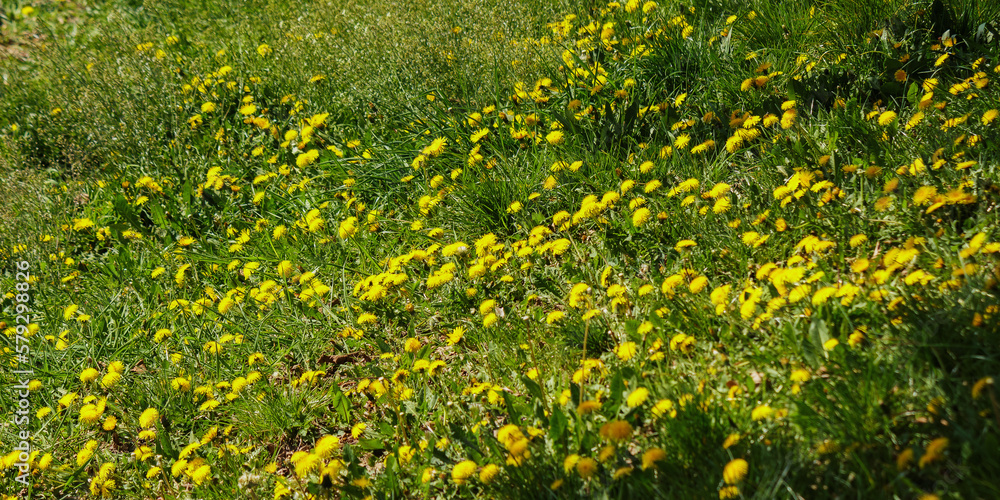 Obraz premium grassy meadow with yellow dandelions. nature background in spring