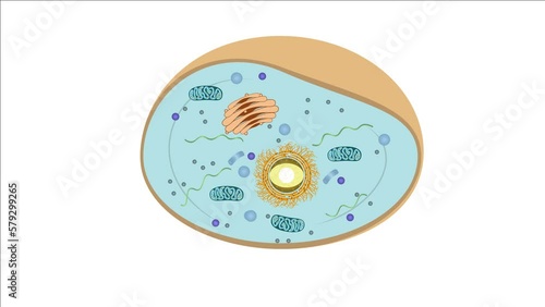 Zellteilung Zytokinese Mitose - Interphase - einer typisch eukaryotischen Tierzelle - 1 von 7 photo