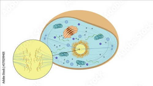 Zellteilung Zytokinese Mitose - Anaphase - einer typisch eukaryotischen Tierzelle - 4 von 7 photo