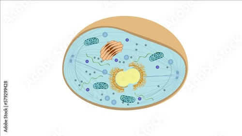 Zellteilung Zytokinese Mitose - Telophase - einer typisch eukaryotischen Tierzelle - 5 von 7 photo