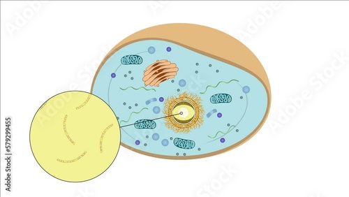 Zellteilung Zytokinese Mitose - Prophase - einer typisch eukaryotischen Tierzelle - 2 von 7 photo