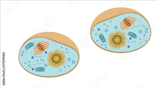 Zellteilung Zytokinese Mitose - Interphase - einer typisch eukaryotischen Tierzelle - 7 von 7 photo