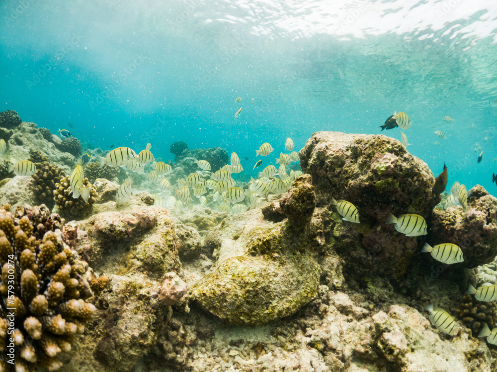 Fototapeta premium corals and tropical fish underwater sea life