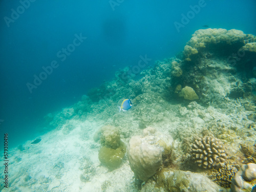 corals and tropical fish underwater sea life