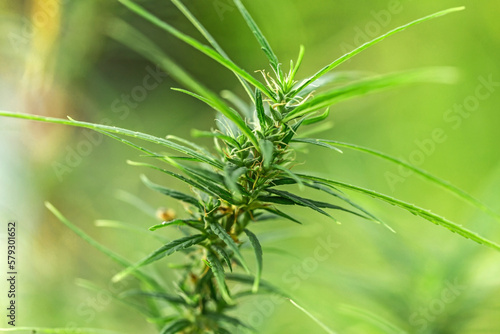 Close up of inflorescence marijuana plant