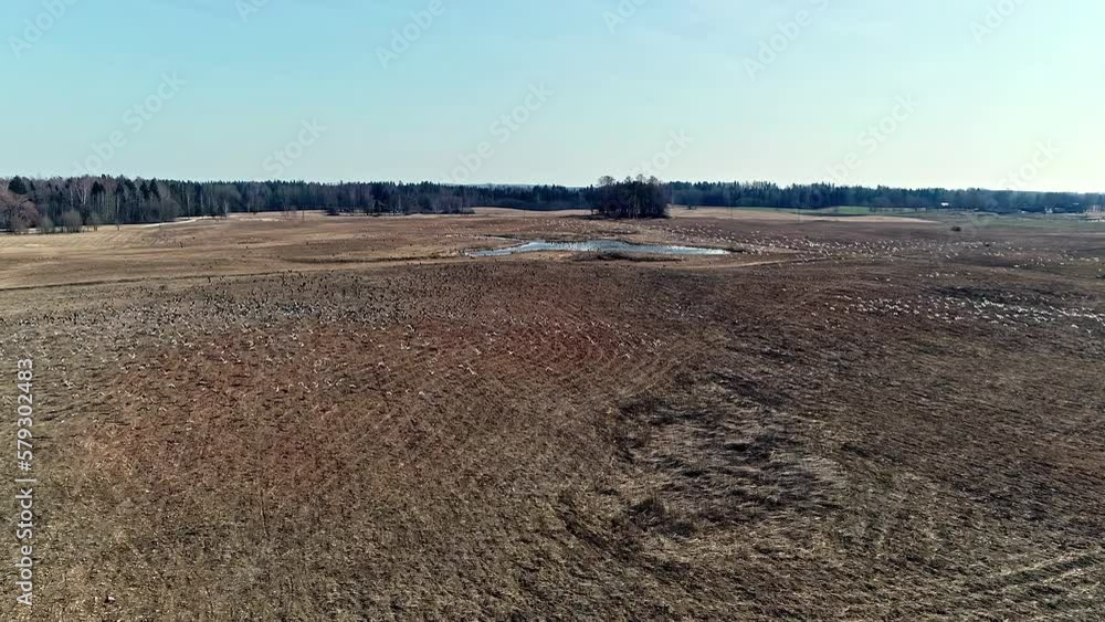 Aerial View of Flock of Birds Flying Over Plowed Field and Lake in Background Aerial View of Flock of Birds Flying Over Plowed Field and Lake in Background