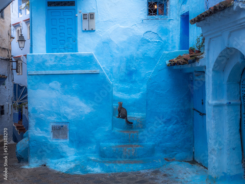 blue entrance with a cat sitting on stairs in the city of chefchaouen © Daniel